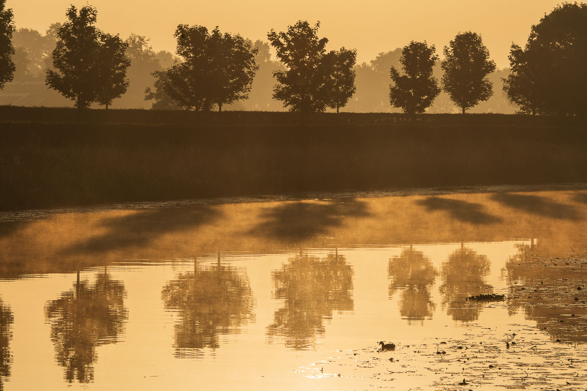 Dommel