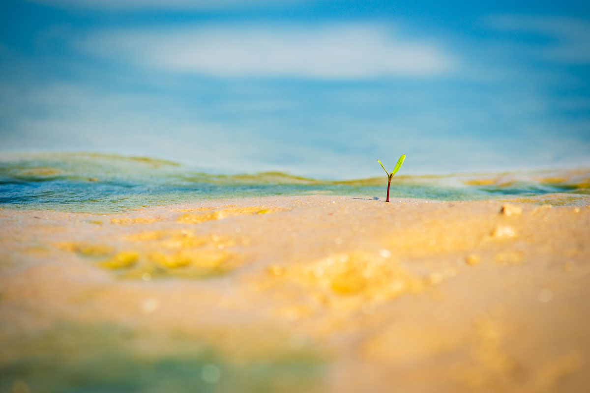 Desert Seedling