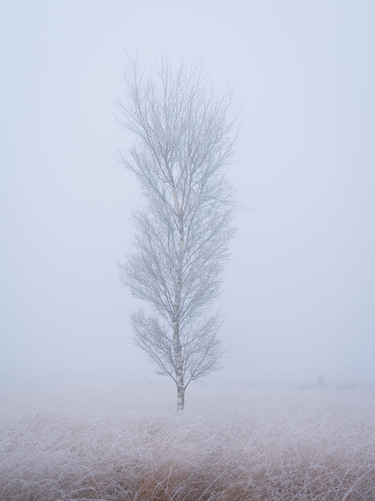 Misty Tree