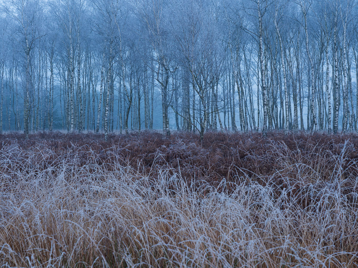 20250111  DSC7599