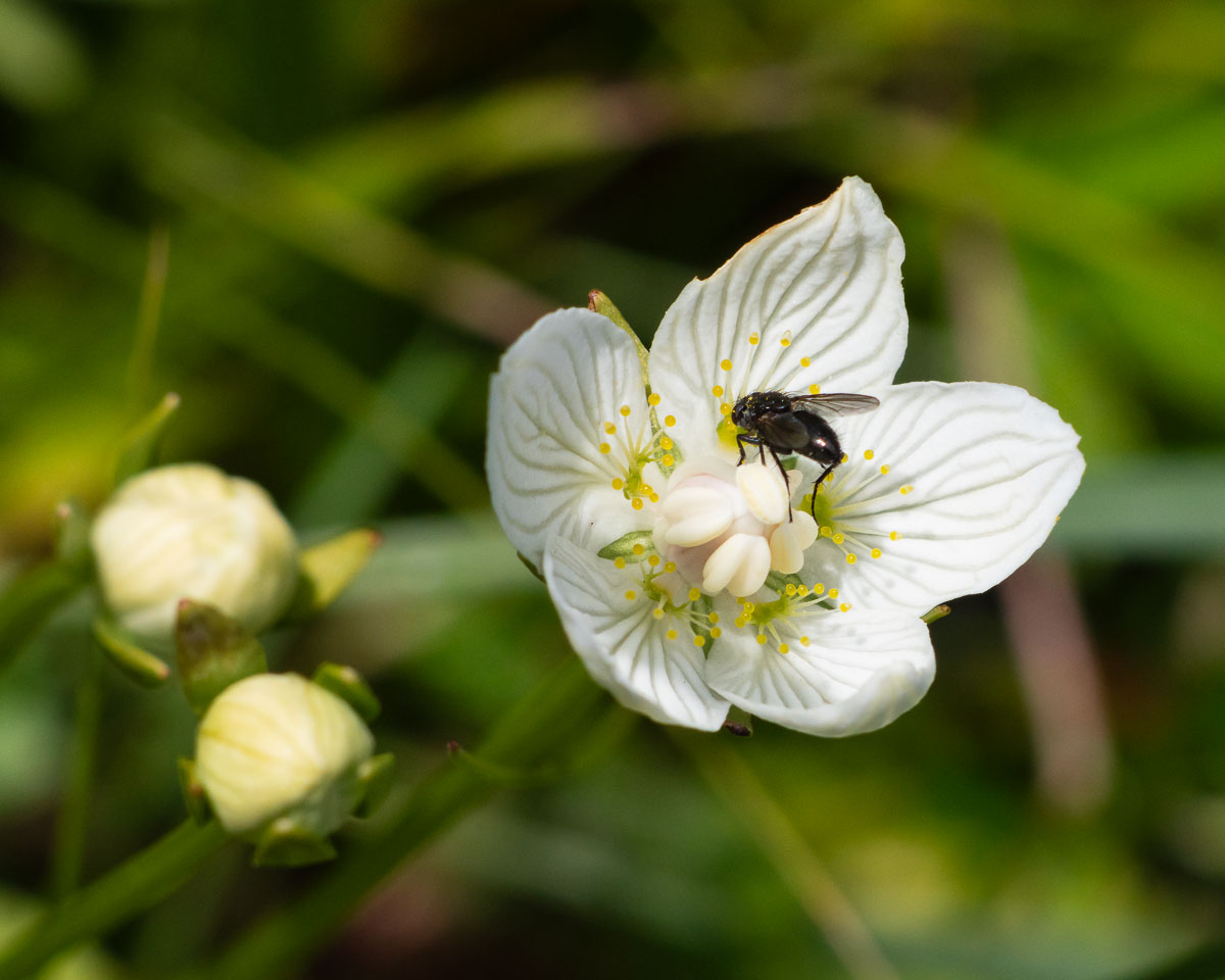Parnassia