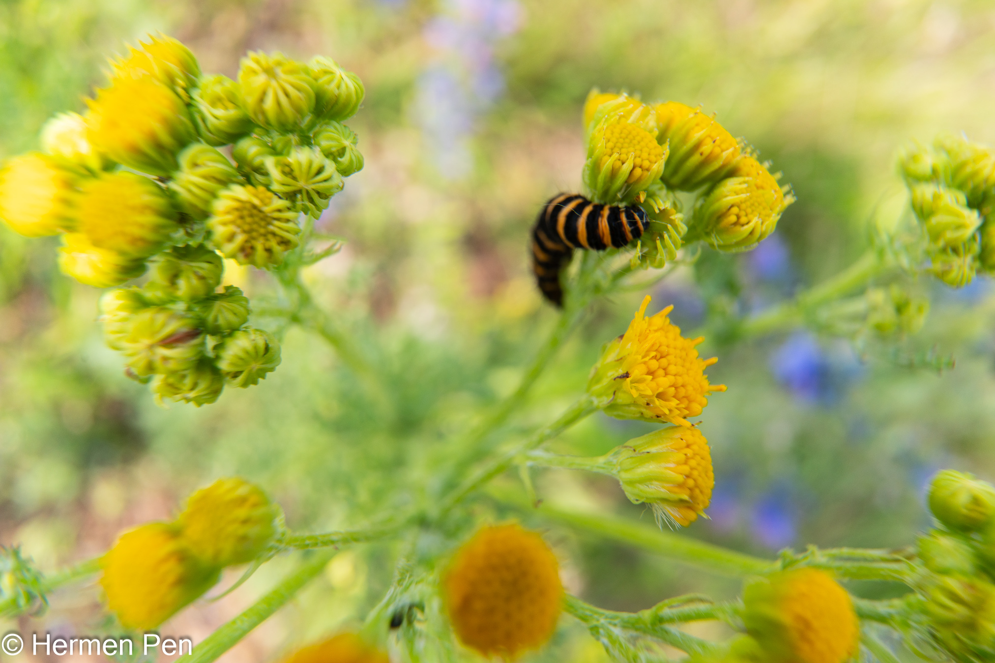 Rups van de Sint-jacobsvlinder